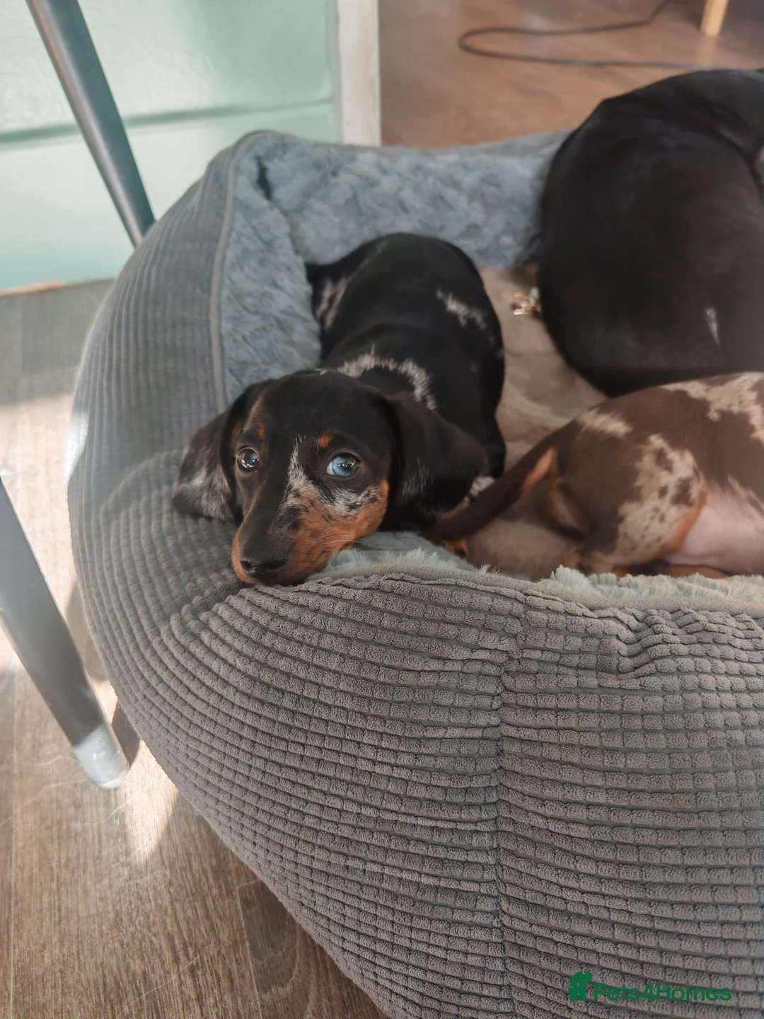 Dachshund dogs for sale: Dashounds girls - Advert 2