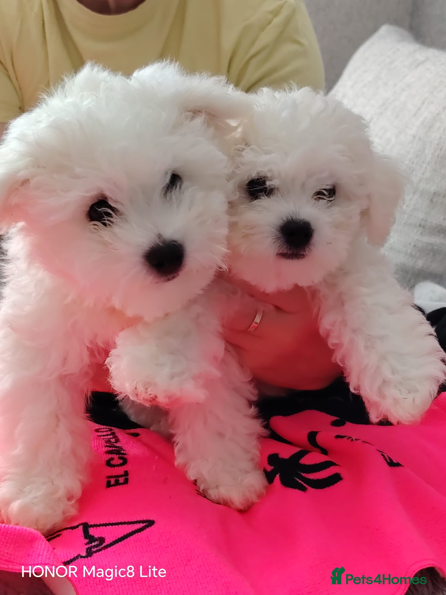 Bichon Frise dogs Bichon Frise (2 girls left ) - Advert 1