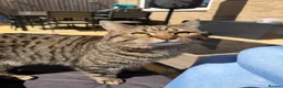 Mixed Breed cats for sale: Kittens looking for their forever homes in Huntingdon - Advert 3
