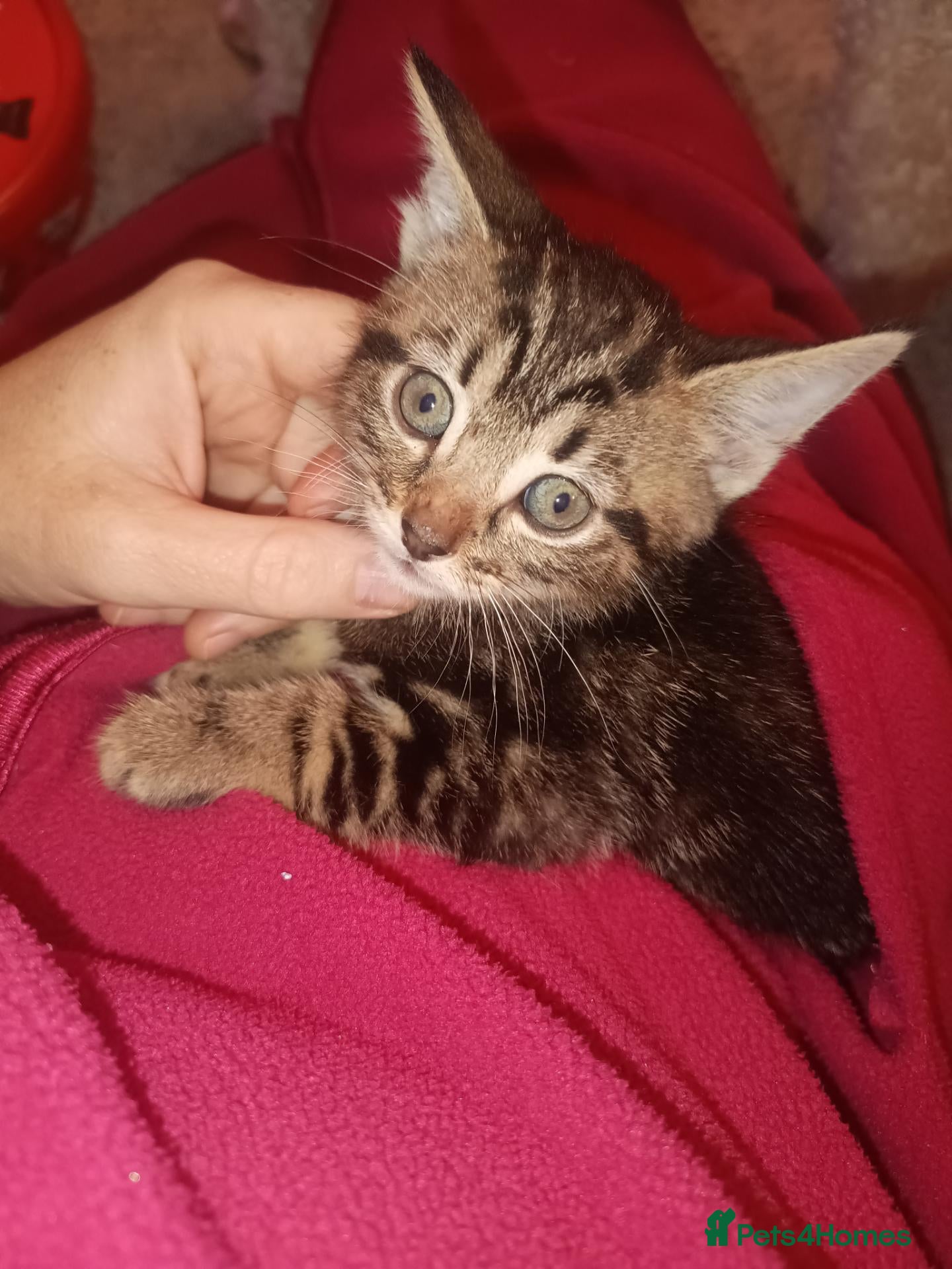 Mixed Breed cats Female tabby and black boy - Advert 1