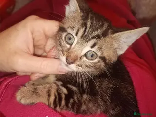 Mixed Breed cats Female tabby and black boy - Advert 1
