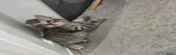 Mixed Breed cats for sale: Adorable kittens  - Advert 10