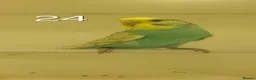Budgerigars birds for sale: Baby budgies - Advert 4