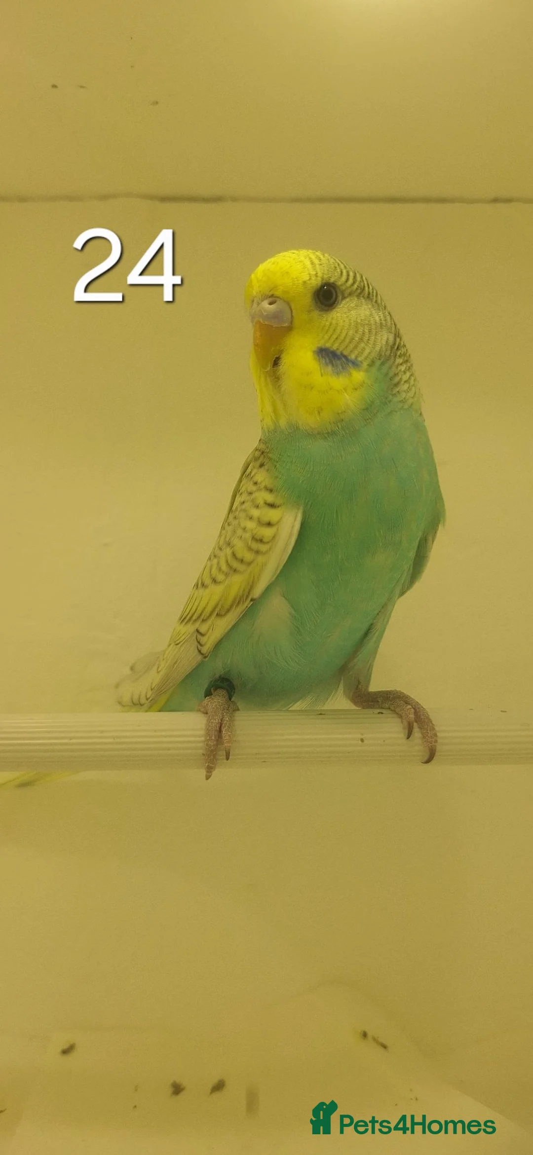 Budgerigars birds for sale: Baby budgies - Advert 4