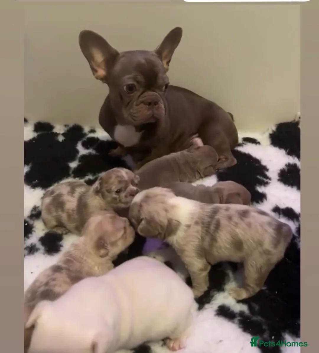French Bulldog dogs for sale: Micro Merle, solid, wire hair and standard litter - Advert 20