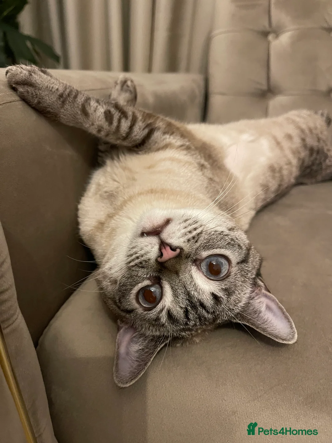 Bengal cats for sale: Loving 5Year Old Cat Looking for Her Forever Home in Harlow - Advert 8