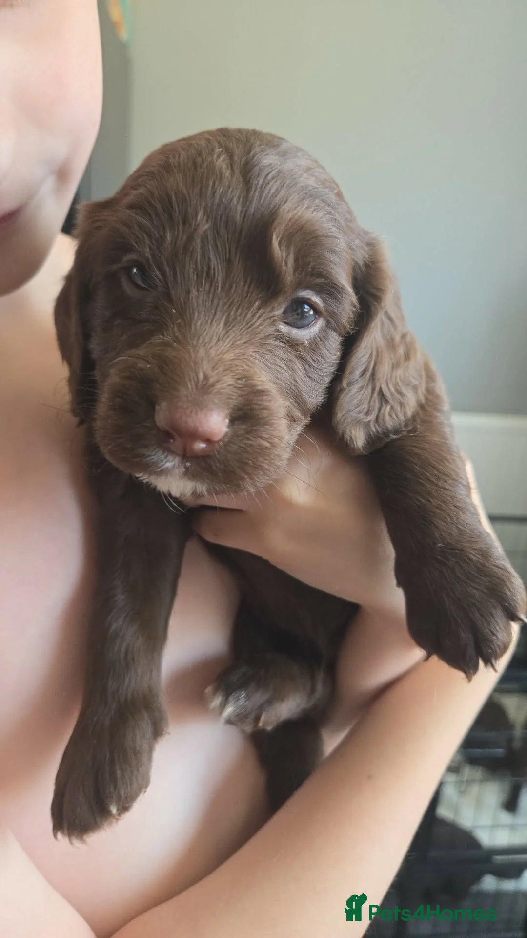 Sprocker dogs for sale: Sprocker Puppies ready now  - Advert 20