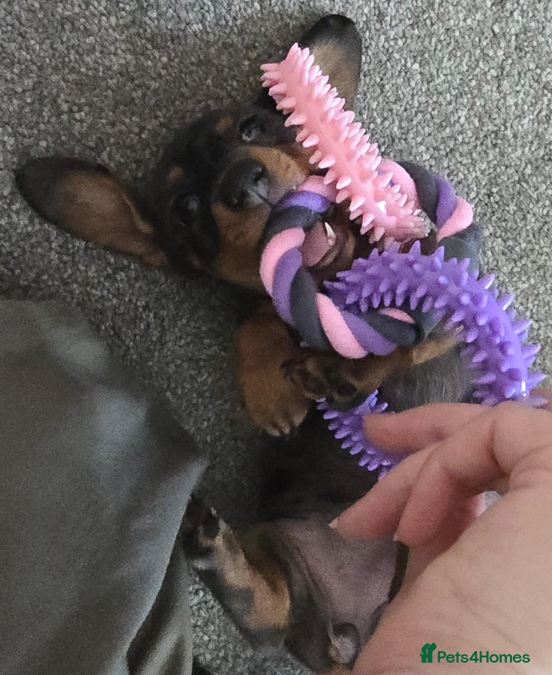 Miniature Dachshund dogs for sale: Miniature Daschunds  - Image 12