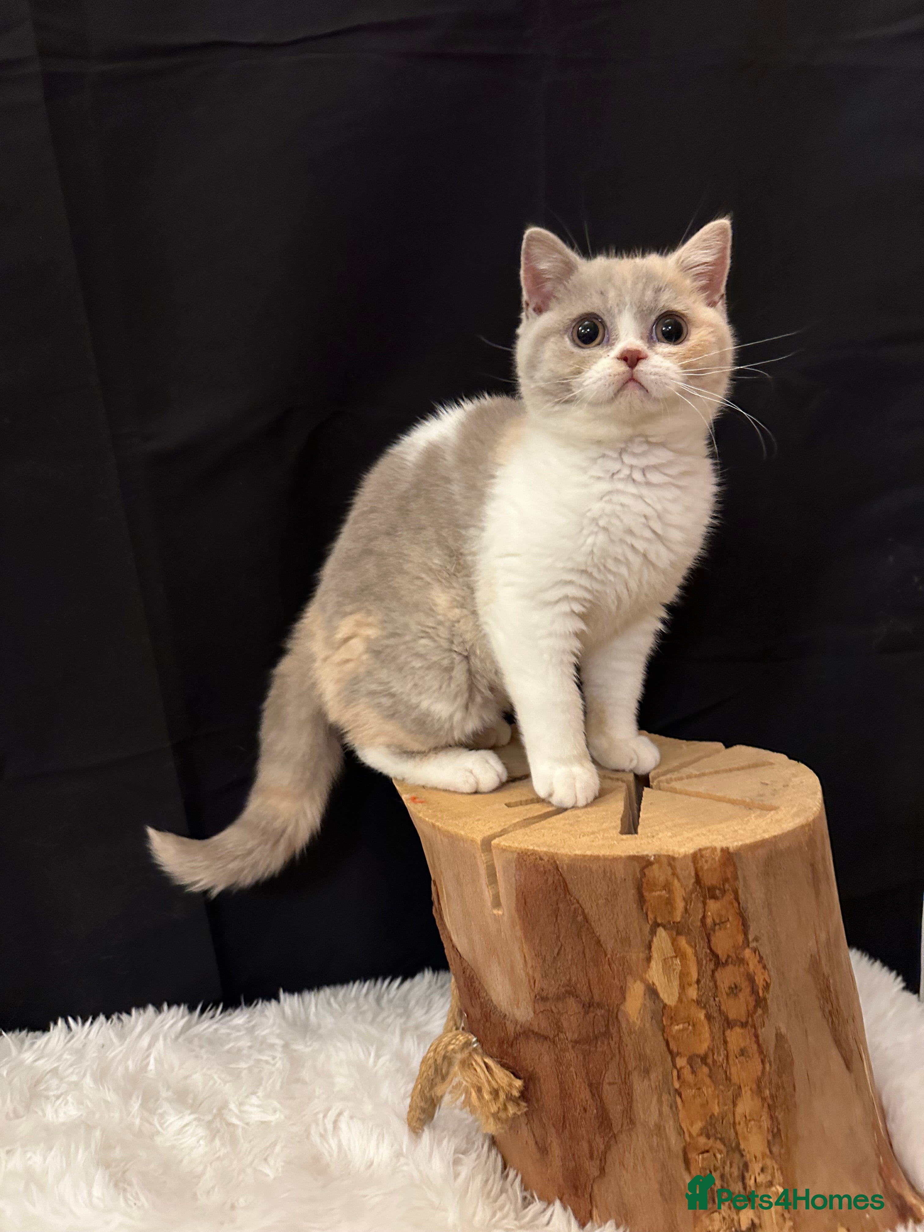 British Shorthair cats READY NOW - Full Pedigree Registered BSH kittens  - Advert 4