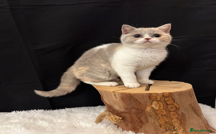 British Shorthair cats Full Pedigree Registered BSH kittens  - Advert 8