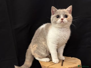British Shorthair cats Full Pedigree Registered BSH kittens - Advert 16