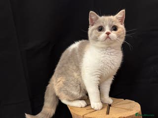 British Shorthair cats READY NOW - Full Pedigree Registered BSH kittens - Advert 3