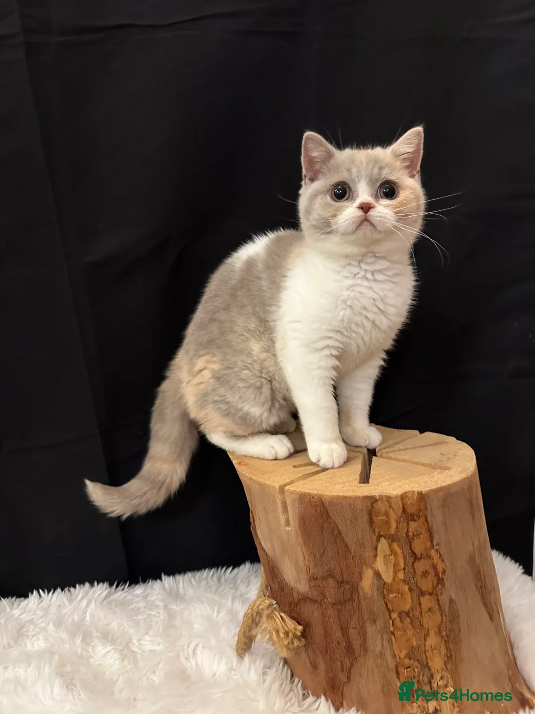 British Shorthair cats for sale: READY NOW - Full Pedigree Registered BSH kittens  - Advert 1