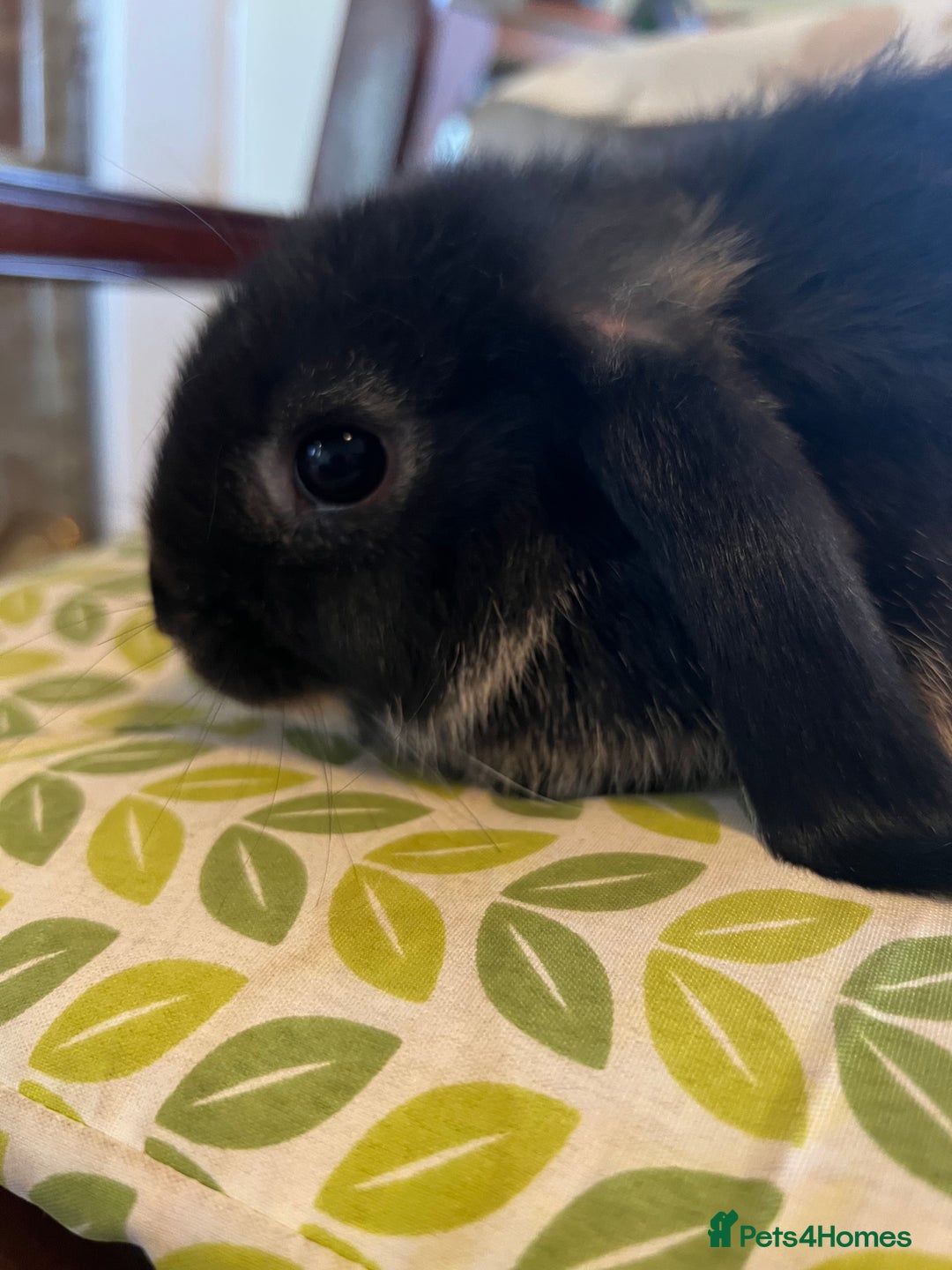 Mini Lop rabbits for sale: Two Mini Lop with Plush Baby Boys - Image 15