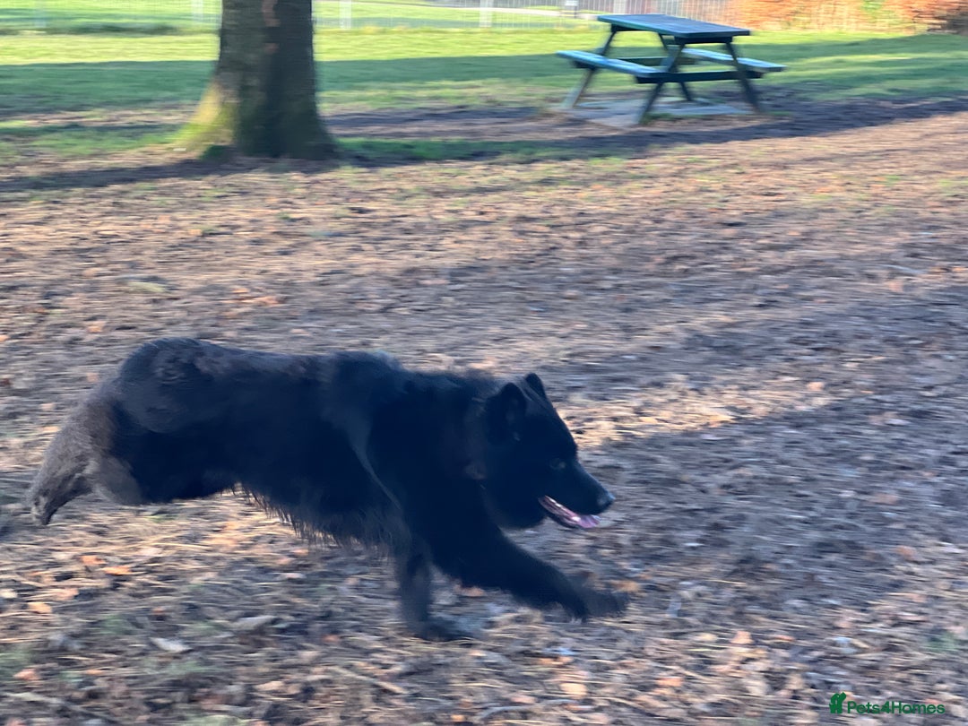 German Shepherd dogs for stud: Solid Black Long Coat German Shepherd Dog at Stud - Advert 18