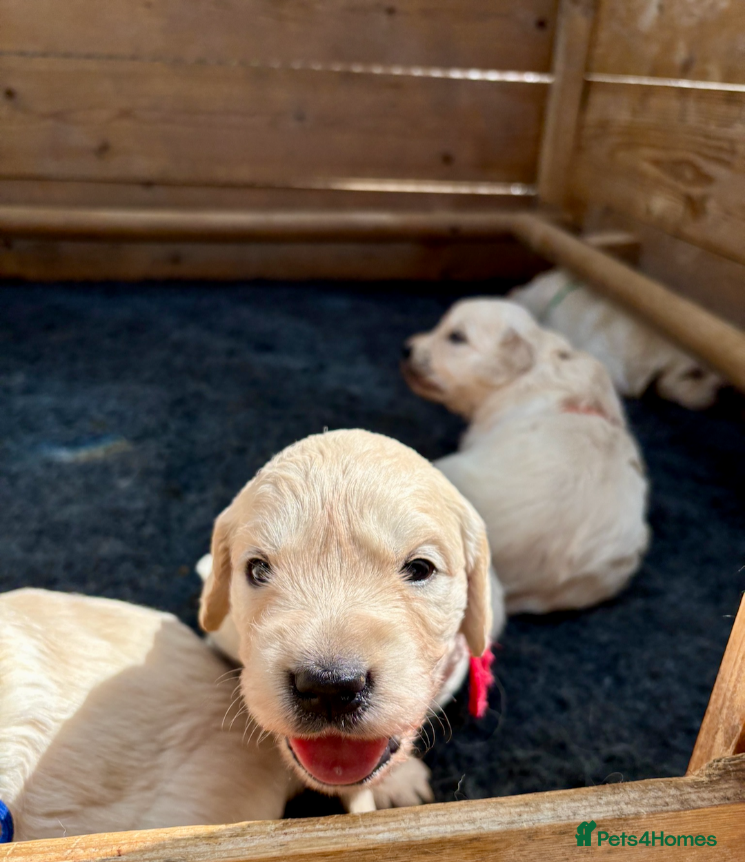 Golden Retriever dogs for sale: KC Reg Golden Retriever Puppies - Image 7