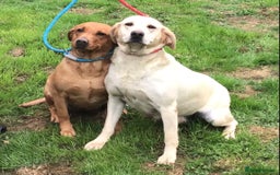Labrador Retriever dogs for sale: Beautiful Working Labradors  - Image 3