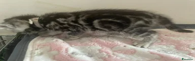 British Shorthair 1