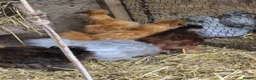 Chickens poultry for sale: Lavender Araucana's, Silkies, Coloured Egg layers - Advert 2
