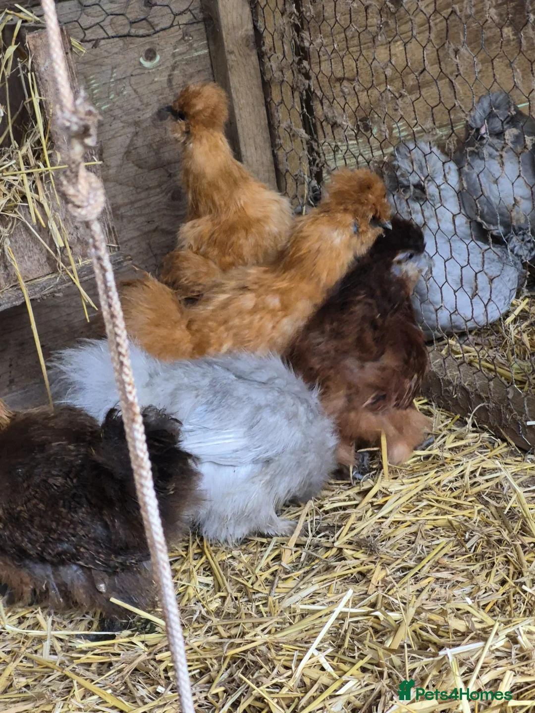 Chickens poultry for sale: Lavender Araucana's, Silkies, Coloured Egg layers - Advert 2