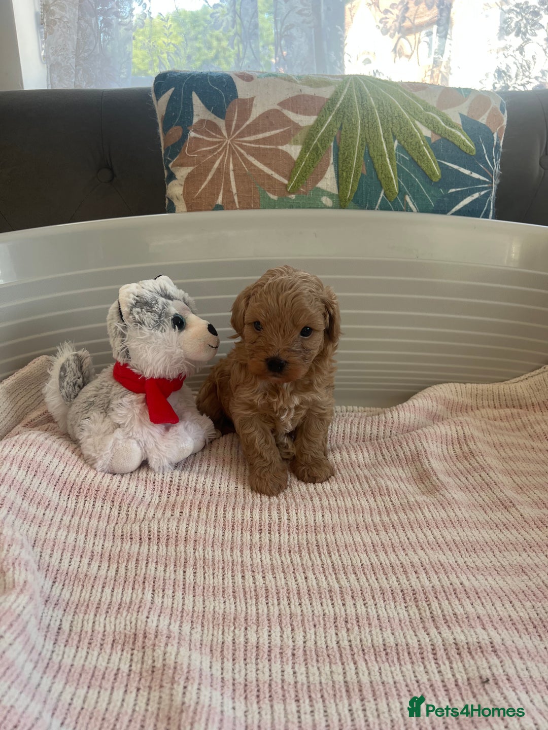 Maltipoo dogs for sale: Gorgeous Maltipoo Puppies - Image 11