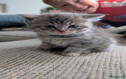 Mixed Breed cats for sale: Beautiful fluffy kittens, mum Persian X mainecoon  - Image 2