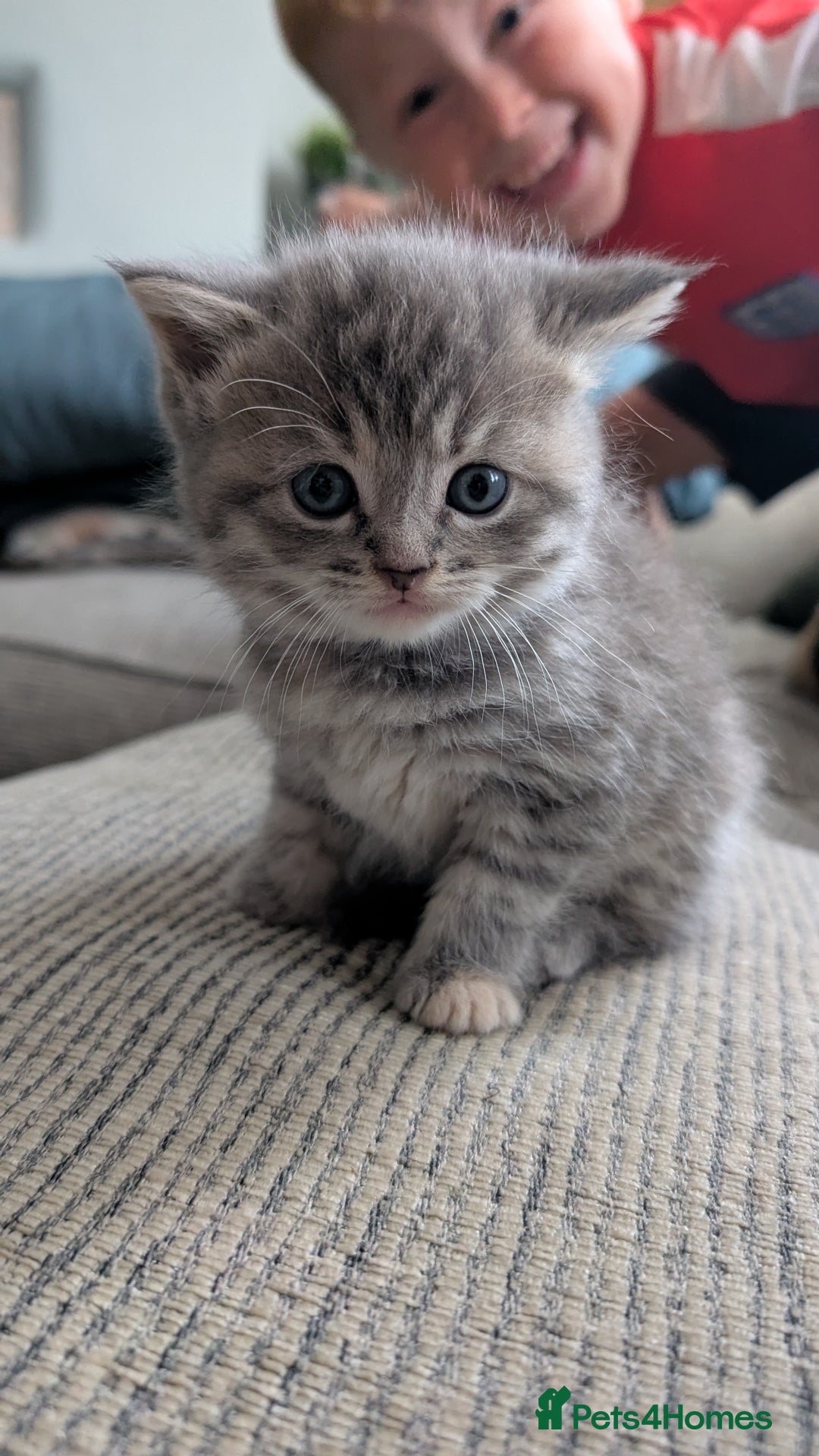 Mixed Breed cats for sale: Beautiful fluffy kittens, mum Persian X mainecoon  - Image 2