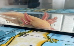 Axolotl reptiles for sale: 3 axolotls - Image 6
