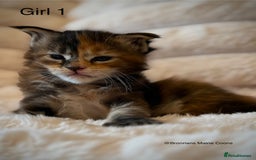 Maine Coon cats for sale: GCCF MAINE COON KITTENS (ACTIVE REG AVAILABLE) - Image 5