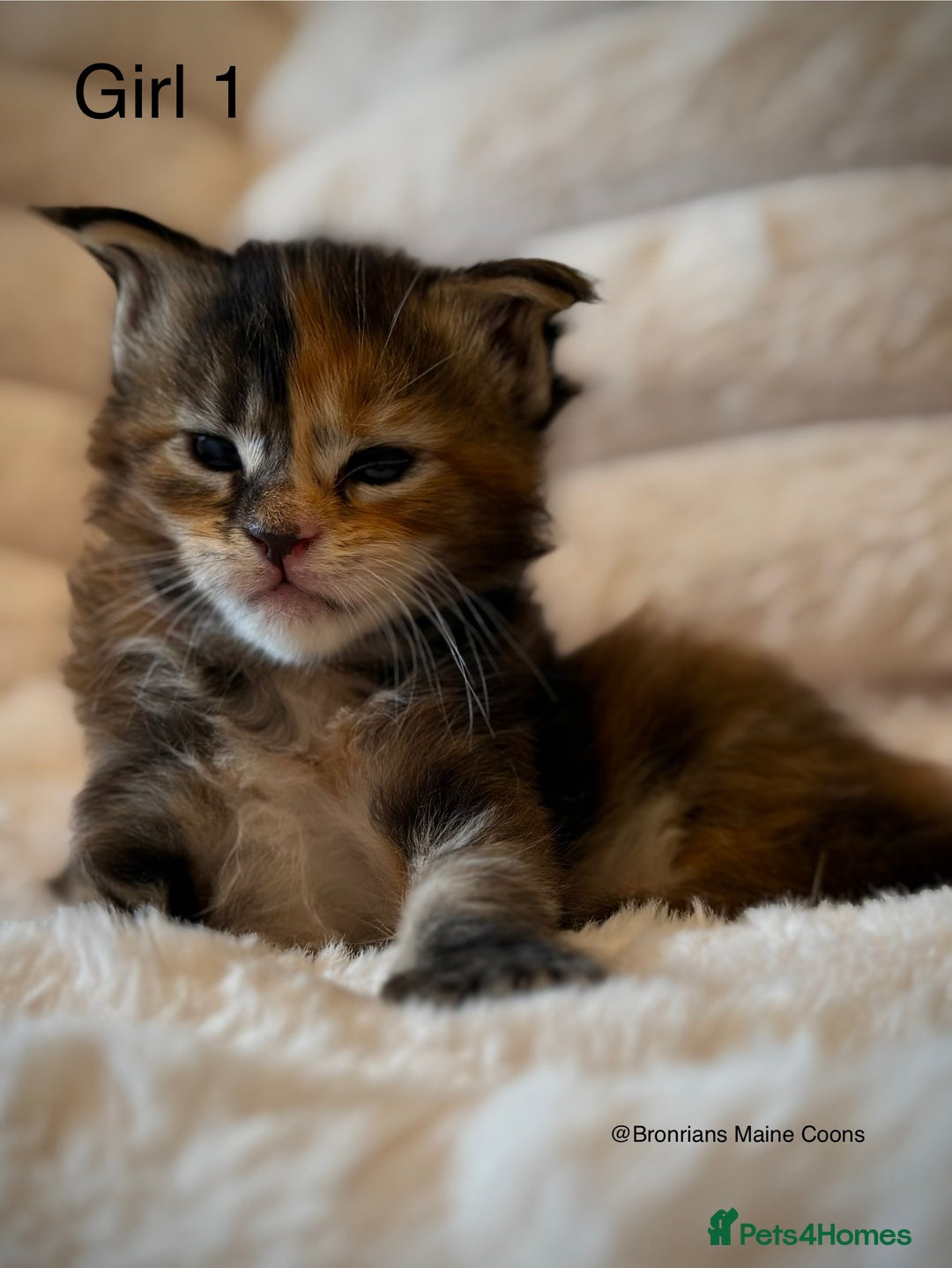 Maine Coon cats for sale: GCCF MAINE COON KITTENS (ACTIVE REG AVAILABLE) - Image 5