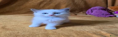 Ragdoll Kitten 3