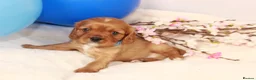 Cavalier King Charles Spaniel dogs for sale: Beautiful stunning  ckcs health care tested  - Advert 30