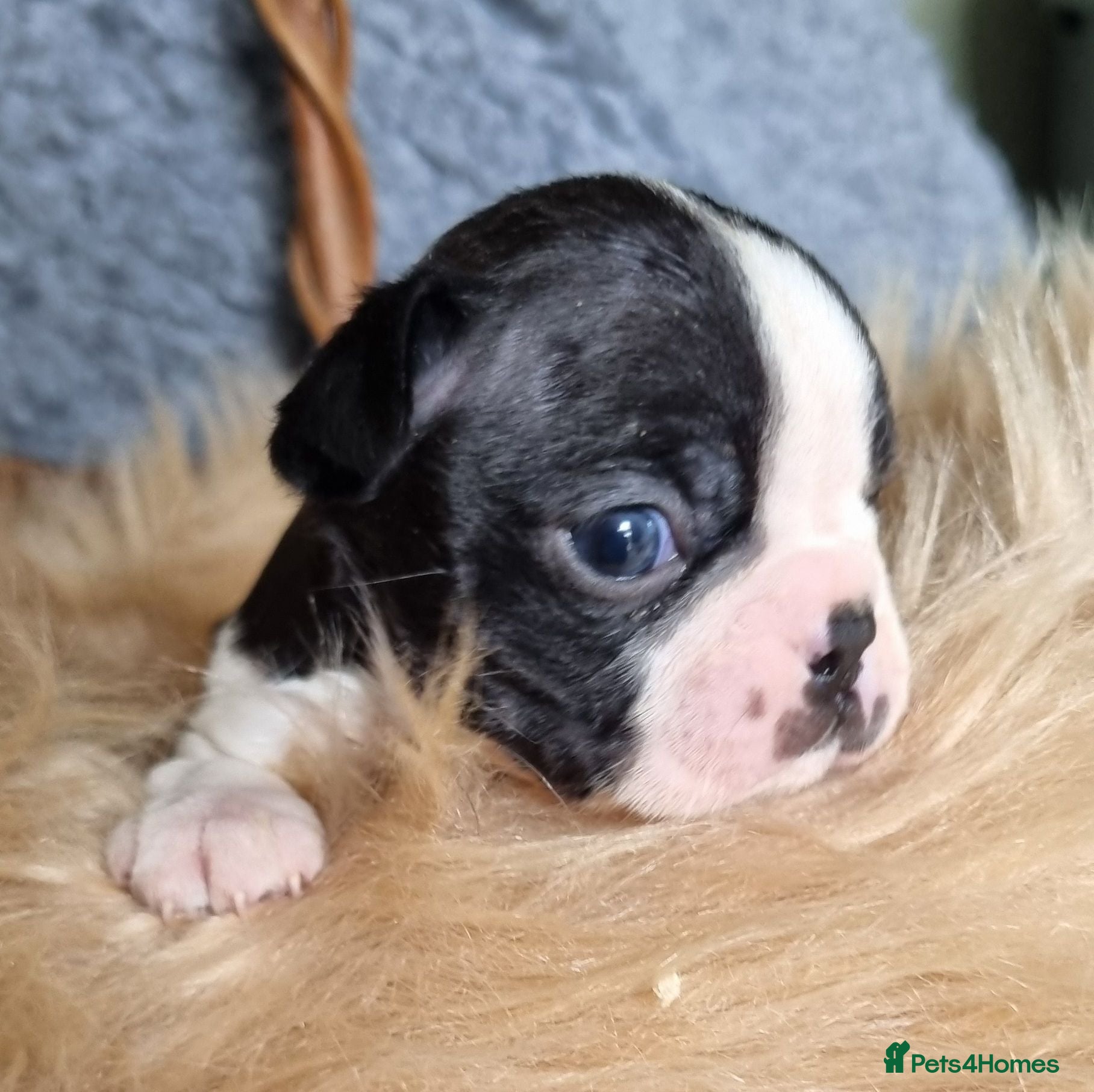 Boston Terrier dogs Kc Boston Terriers Exceptional puppies - Advert 19