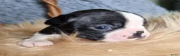 Boston Terrier dogs for sale: Kc Boston Terriers Exceptional puppies - Advert 5