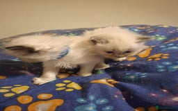 Ragdoll cats for sale: Beautiful Ragdoll kittens male and Female . - Advert 6