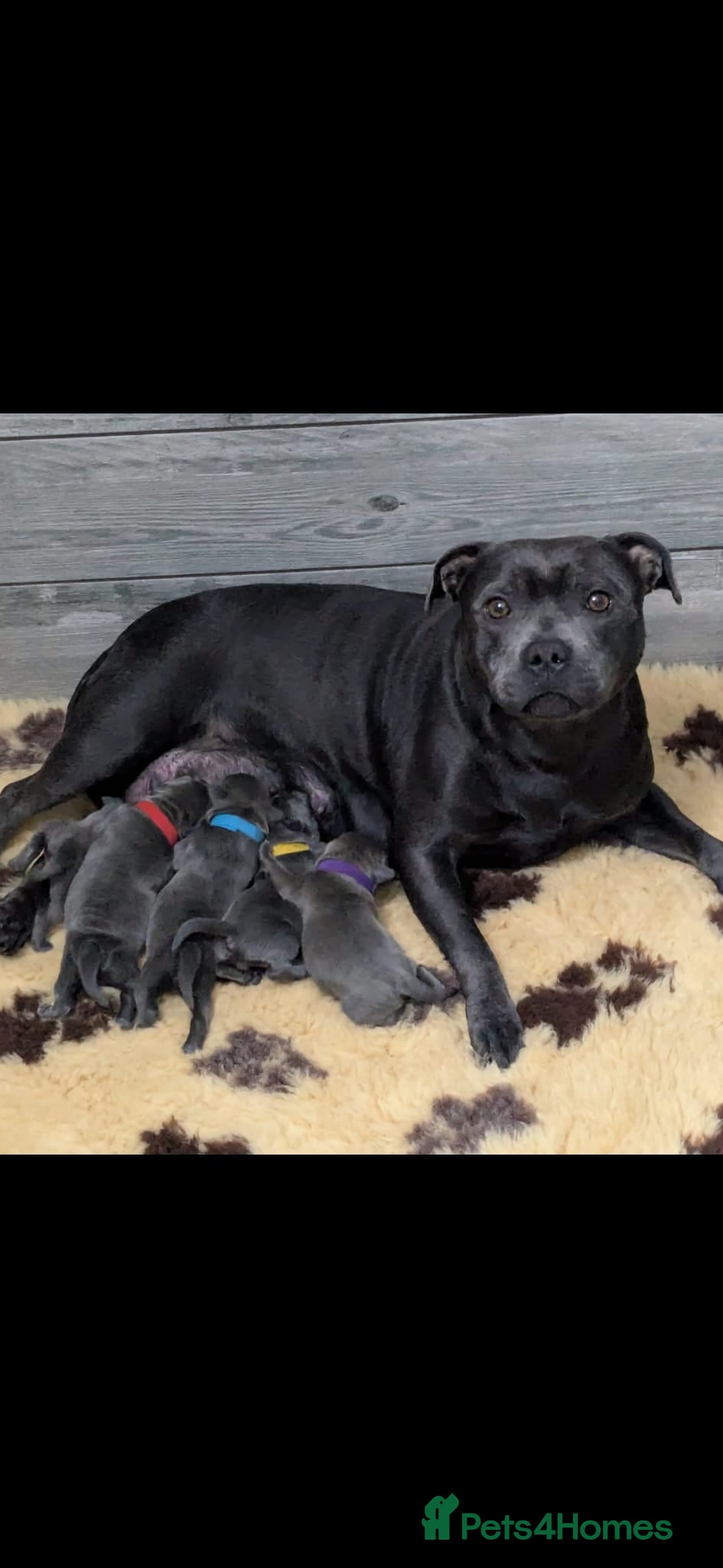 Staffordshire Bull Terrier dogs Bullscaff blues - Advert 1