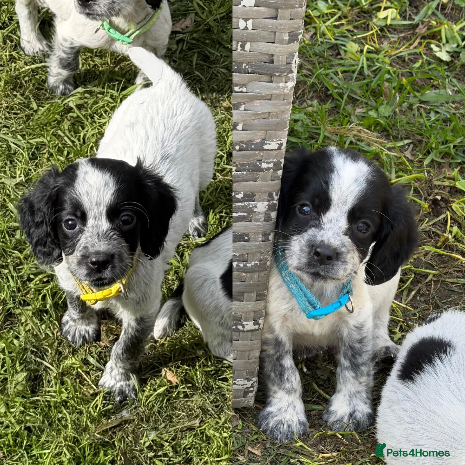 Sprocker dogs Sprocker Puppies - Ready Now  - Advert 5