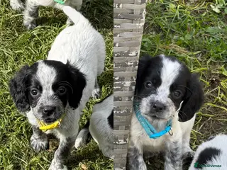 Sprocker dogs Sprocker Puppies - Ready Now - Advert 5