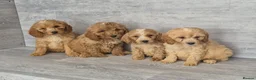 Cockapoo dogs for sale: Stunning red F1 cockapoo boys and girls READY NOW - Advert 14