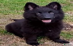 German Shepherd dogs for sale: Ready Now Beautiful Big Long Coated GSD Puppies - Image 1