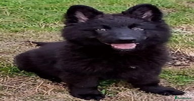 German Shepherd dogs - Advert 2
