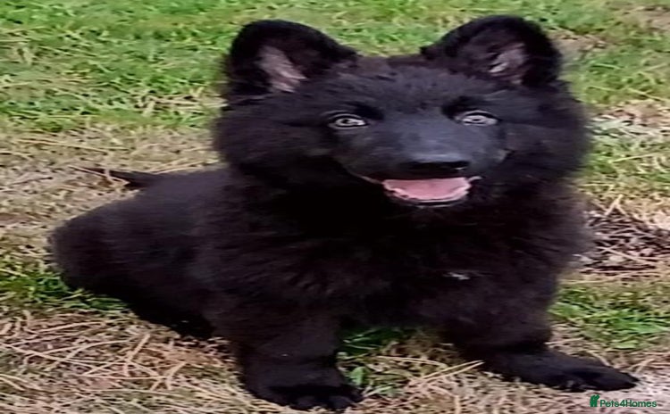 German Shepherd dogs - Advert 11