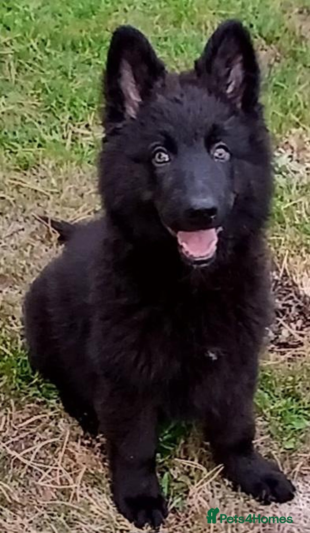 German Shepherd dogs for sale: Ready Now Beautiful Big Long Coated GSD Puppies - Image 1