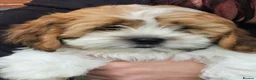 Mixed Breed dogs for sale: 12 week old girl - Advert 1