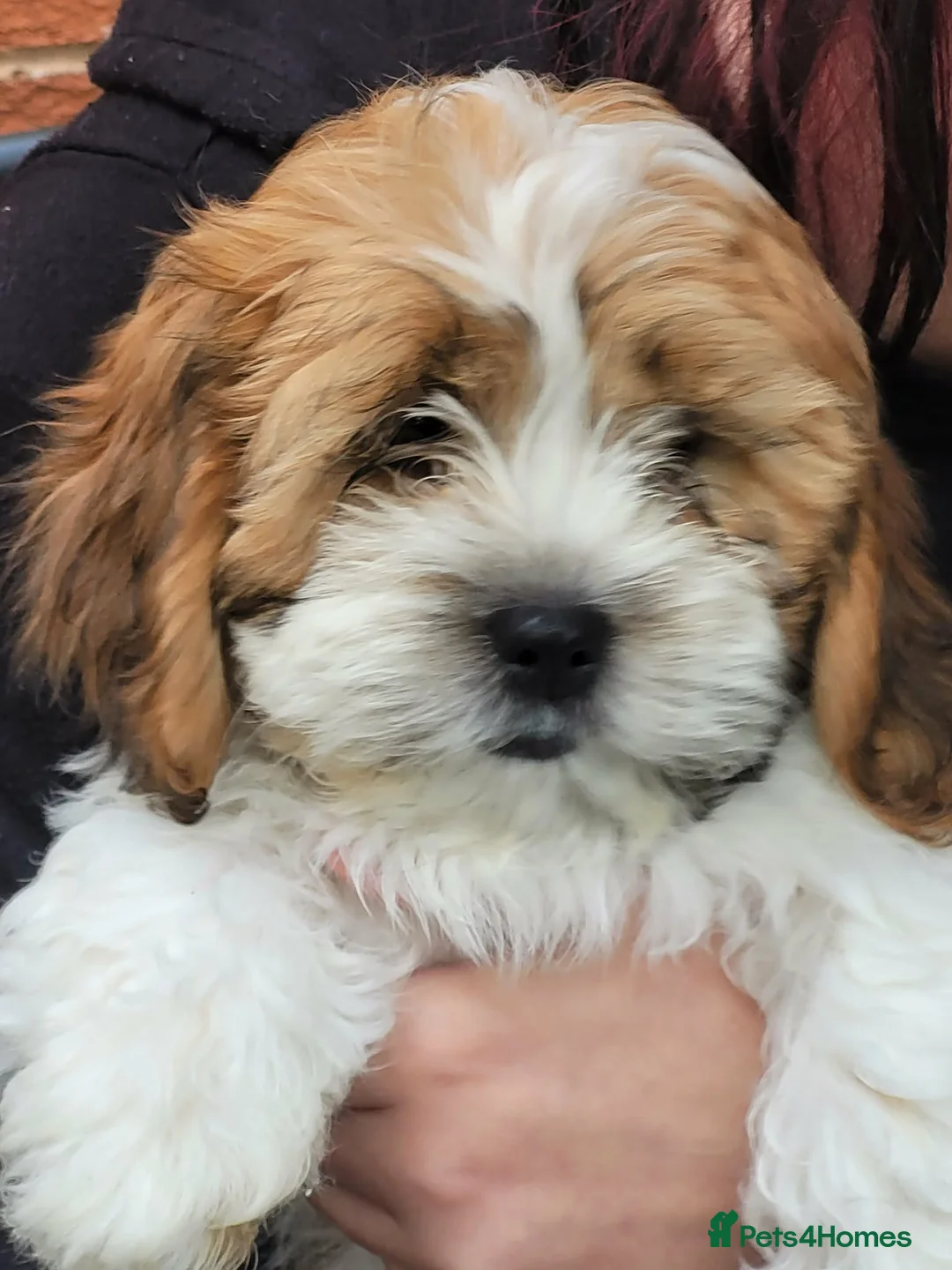Mixed Breed dogs for sale: 12 week old girl - Advert 1