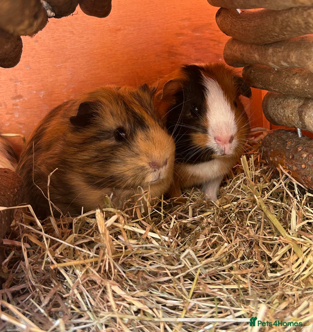 Guinea Pig rodents for sale: 3 Sow Guinea pigs. - Image 2