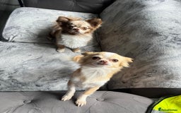 Chihuahua dogs for sale: Chihuahua Merle Puppies  - Image 2