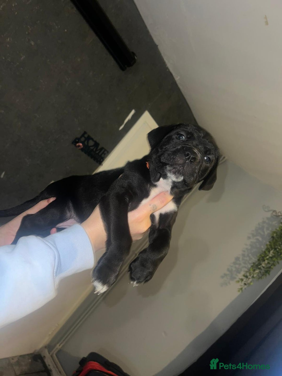 Cane Corso dogs for sale: Cane Corso Pups - Advert 21