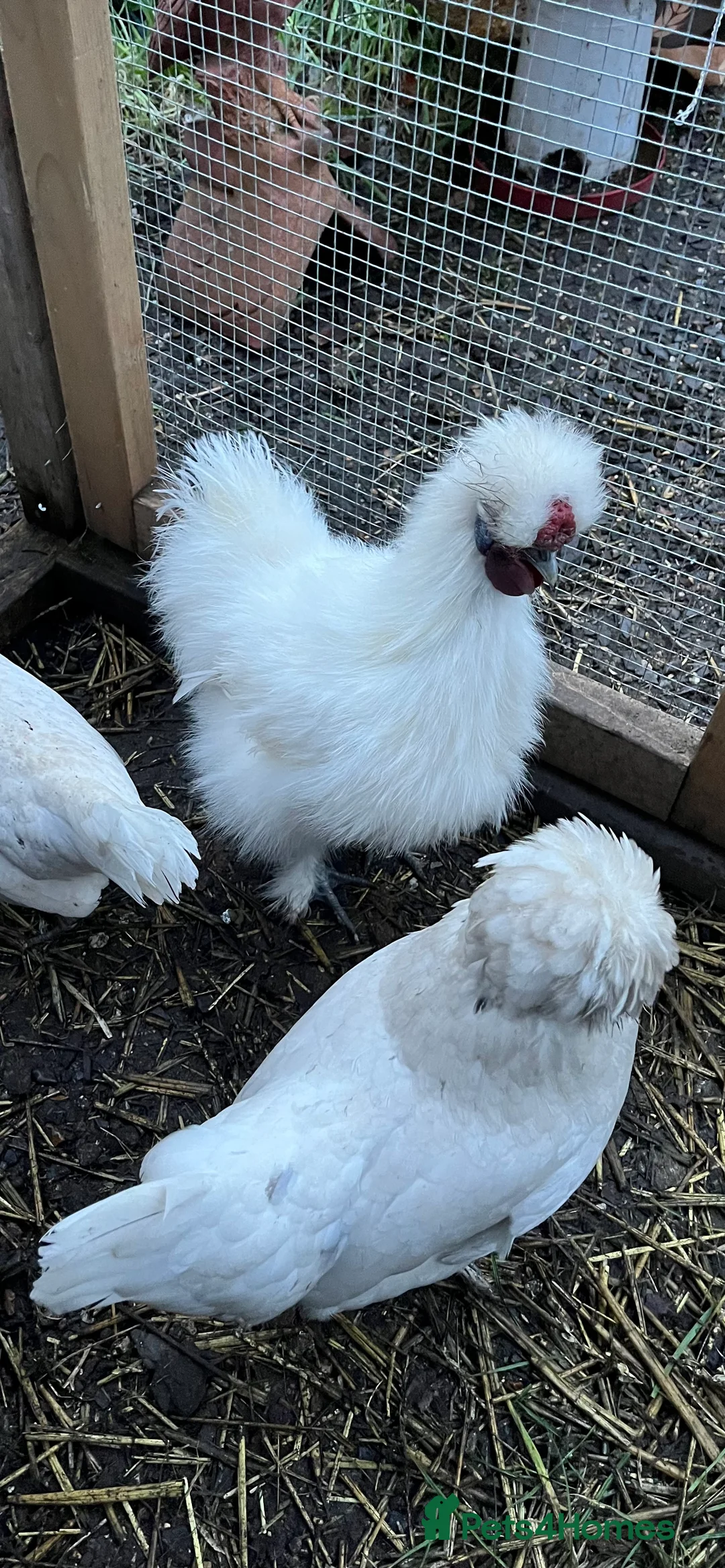Chickens poultry for sale: Silkie cockerel - Advert 2