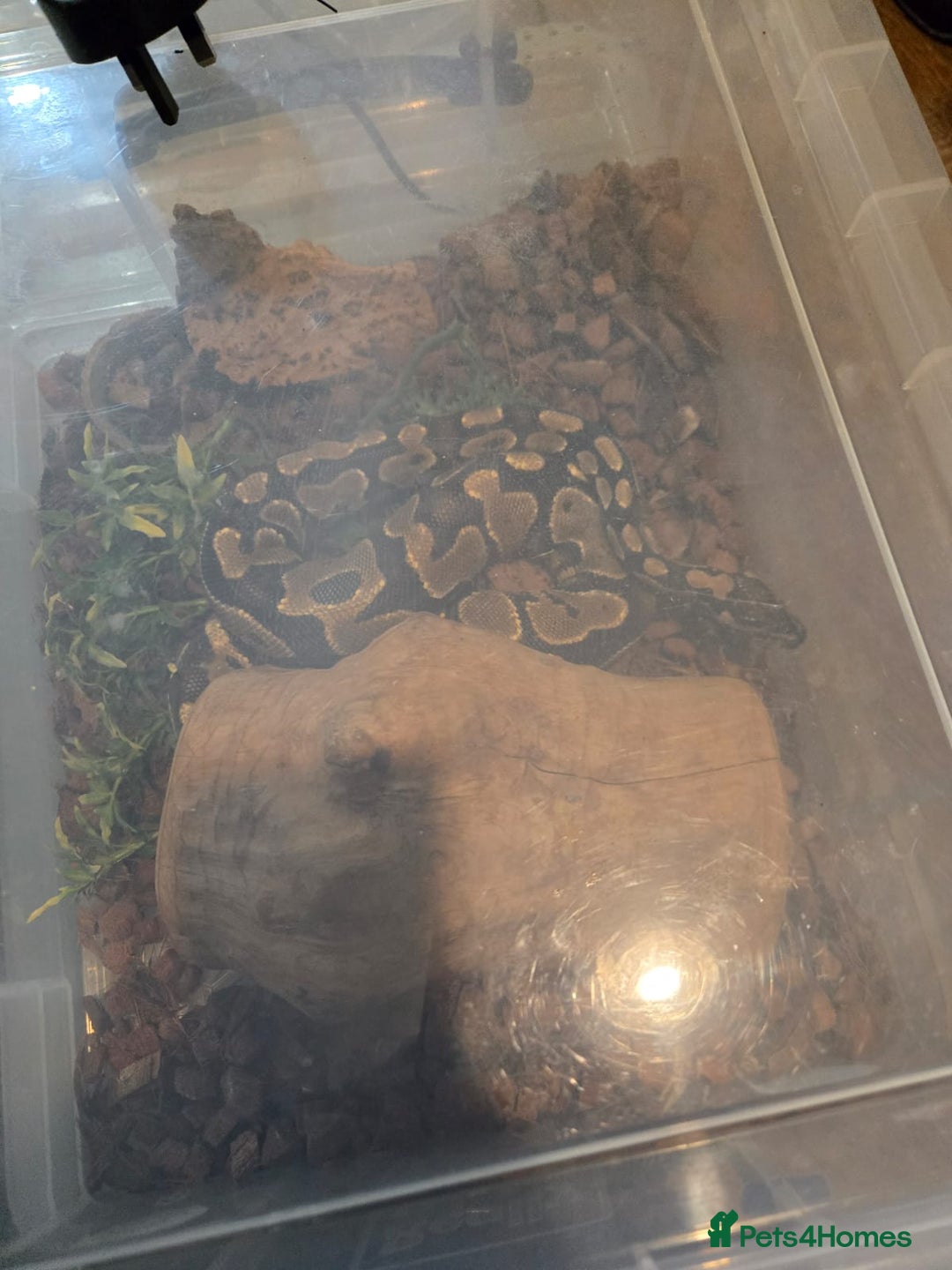 Python Snake reptiles for sale: 2 ball pythons for sale  - Advert 5
